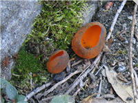 fungi?